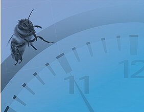 Biene auf einer Uhr. (Bild: Barbara Knievel)