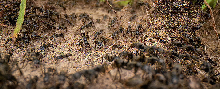 Ants are usually found in large numbers. But how many of them are there in total on earth?
