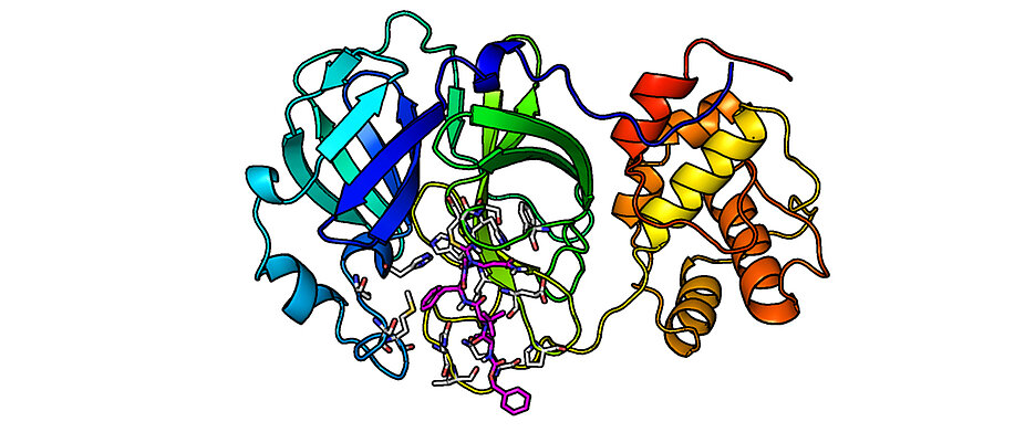 Die Hauptprotease des Coronavirus mit einem der neu entwickelten Hemmstoffe im aktiven Zentrum. Die einzelnen Domänen des Proteins sind in verschiedenen Farben dargestellt, der Inhibitor in pink.