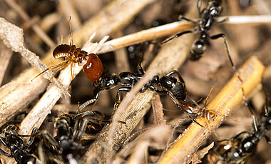 A Matabele ant is bitten by termites during a fight. 