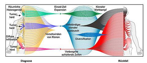 Die Forscher haben im Paper, das im Fachjournal Nature Communications erschienen ist, drei Muster der Tumor-Evolution entdeckt: Einzelne Zelle überlebt, mehrere Zellen überleben an einem Ort und ringen miteinander, mehrere Zellen überleben an verschiedenen Orten.