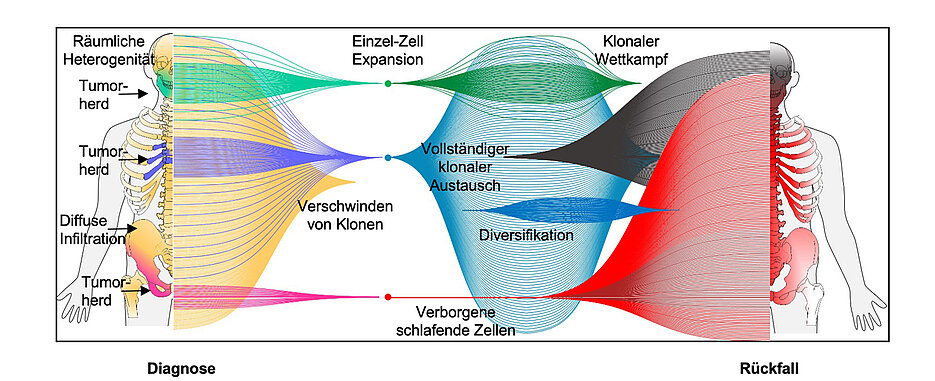 Die Forscher haben im Paper, das im Fachjournal Nature Communications erschienen ist, drei Muster der Tumor-Evolution entdeckt: Einzelne Zelle überlebt, mehrere Zellen überleben an einem Ort und ringen miteinander, mehrere Zellen überleben an verschiedenen Orten.