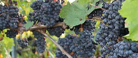 Rote Trauben in einem Weinberg bei Würzburg. (Foto: Carolin Kleider)