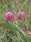 Schachblume (Foto: BGW)