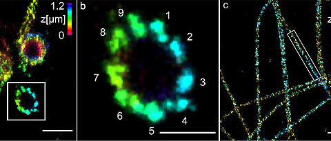 (a) Three-dimensional Ex-dSTORM of 3.2 times expanded centrioles. Measuring bar one micrometer. (b) The enlarged section of (a) shows the nine-fold symmetry of the percentile. Measuring bar 500 nanometers. (c) Three-dimensional Ex-dSTORM of 3.1-fold expanded tubulin filaments. Measuring bar two microns. (d) The magnification in (c) shows a tubulin filament; measuring bar 500 nanometers. (e) The cross-section of a tubulin filament shows its hollow structure. Measuring bar 200 nanometres.