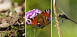 Die Biodiversität von Libellen, Tagfaltern und Heuschrecken in Bayern steht vorerst im Zentrum der Kooperation mit dem Landesamt für Umwelt. Die Bilder zeigen (von links) eine Blauflügelige Ödlandschrecke, ein Tagpfauenauge und eine Kleine Moosjungfer. (Fotos: Christian Hof)