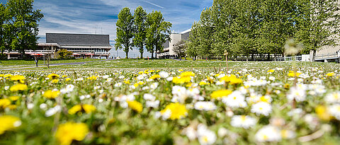 Auf einer großen Wiese blühen Löwenzahn und Gänseblümchen, im Hintergrund sind Bäume und das Mensagebäude am Hubland-Campus der Uni Würzburg zu sehen.Große W