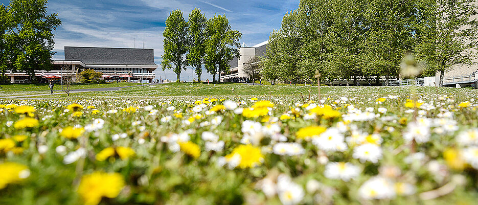 Auf einer großen Wiese blühen Löwenzahn und Gänseblümchen, im Hintergrund sind Bäume und das Mensagebäude am Hubland-Campus der Uni Würzburg zu sehen.Große W