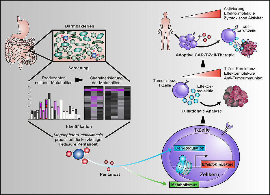 The bacterium Megasphaera massiliensis produces the short-chain fatty acid pentanoate in the human digestive tract. It is capable of altering certain cells of the immune system so that they can fight tumours more effectively. This also applies to CAR-T cells. 