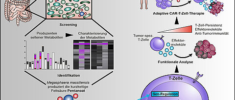 The bacterium Megasphaera massiliensis produces the short-chain fatty acid pentanoate in the human digestive tract. It is capable of altering certain cells of the immune system so that they can fight tumours more effectively. This also applies to CAR-T cells. 