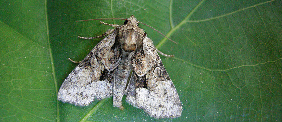 A specimen of Pabulatrix pabulatricula, which until recently was considered extinct.