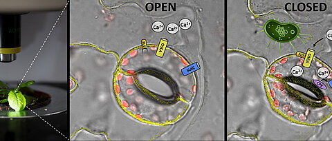 To prevent pathogens (green) from entering the plant through the stomata, these pores are closed. The receptor FLS recognises the pathogen and opens the ion channel OSCA, which allows calcium to flow into the cell. The calcium activates a kinase (CPK), which then opens the anion channel SLAC. This initiates the closing of the stomata.