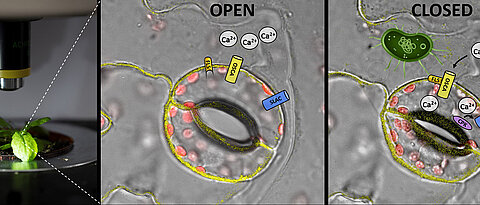 Um zu vermeiden, dass Krankheitserreger (grün) durch die Spaltöffnungen in die Pflanze gelangen, werden diese geschlossen. Dabei erkennt der Rezeptor FLS den Erreger und öffnet den Ionenkanal OSCA, der Kalzium in die Zelle strömen lässt. Das Kalzium aktiviert eine Kinase (CPK), die dann den Anionenkanal SLAC öffnet. Der initiiert das Schließen der Spaltöffnungen.