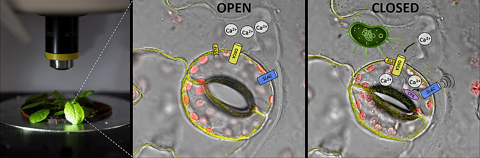 Um zu vermeiden, dass Krankheitserreger (grün) durch die Spaltöffnungen in die Pflanze gelangen, werden diese geschlossen. Dabei erkennt der Rezeptor FLS den Erreger und öffnet den Ionenkanal OSCA, der Kalzium in die Zelle strömen lässt. Das Kalzium aktiviert eine Kinase (CPK), die dann den Anionenkanal SLAC öffnet. Der initiiert das Schließen der Spaltöffnungen.