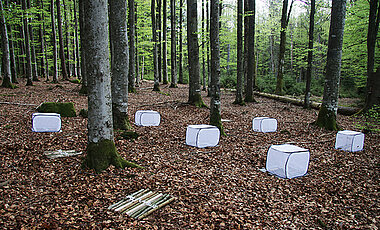Experiment mit Totholz im Nationalpark Bayerischer Wald: Ein Teil der Holzstücke liegt in Käfigen, um Insekten fernzuhalten.