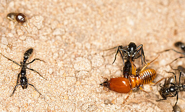 Eine Matabele-Ameise tötet eine große Termiten-Soldatin.