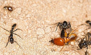 A Matabele ant kills a large termite soldier using its stinger.