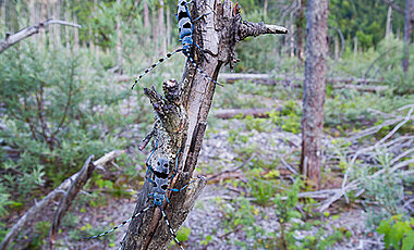 The alpine longhorn beetle (Rosalia alpina) belongs to the family of longhorn beetles. Its larvae feed on deadwood. 