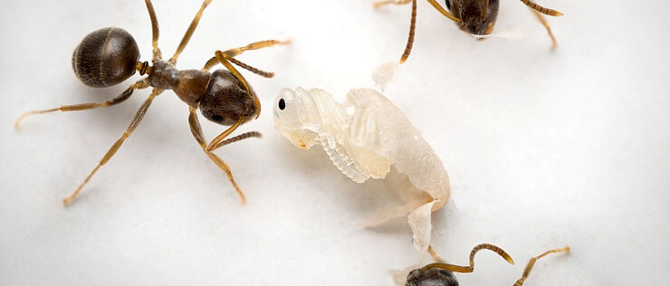 Ameisen entfernen den Kokon einer tödlich infizierten Puppe.