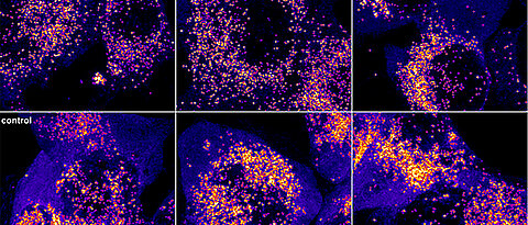 The cells in the top row were treated with the fluoxetine-like molecule AKS466 and then infected with SARS-CoV-2. The cells at the bottom were only infected; more viral RNA is detectable in them (lighter dots).