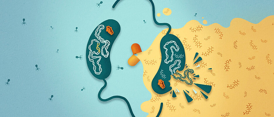 Das Bakterium Vibrio cholerae besitzt ein Abwehrsystem gegen Bakteriophagen mit dem Namen CBASS.  Dieser Phagenabwehrmechanismus macht den Cholera-Erreger sensitiv gegenüber Antibiotika.