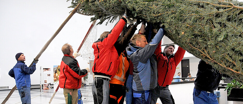 Der Weihnachtsbaum wird aufgerichtet