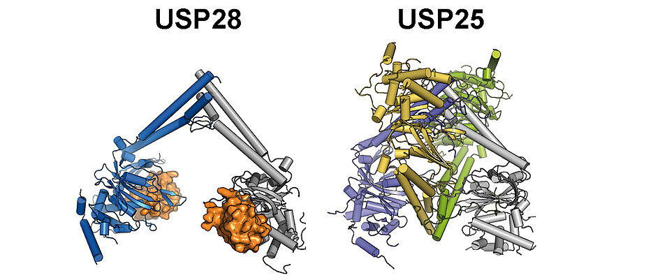 Links die katalytische Domäne von USP28. Sie liegt als Dimer aktiv in der Zelle vor und kann jederzeit Ubiquitin (orange) binden und verarbeiten. Rechts die katalytische Domäne von USP25. Sie liegt als Tetramer vor (zusammengesetzt aus zwei Dimeren) und verhindert die Bindung von Ubiquitin.