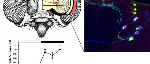 Die MAP-Kinase p38 wird in den Uhren-Neuronen im Gehirn der Taufliege exprimiert und ist nachts aktiv (links unten). Sie interagiert mit dem Uhren-Protein Period und verbindet auf diese Weise das Stress-System mit der inneren Uhr. Rechts oben ist das neur