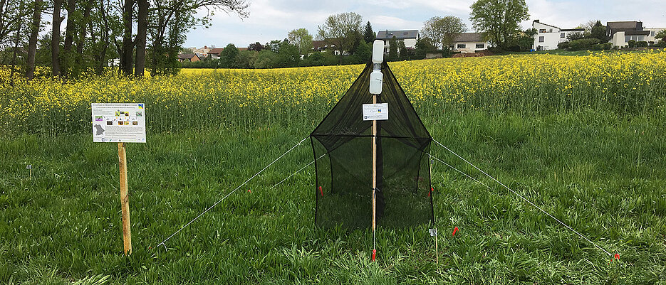 Malaise traps are highly suitable for collecting a variety of insect species in different habitats.