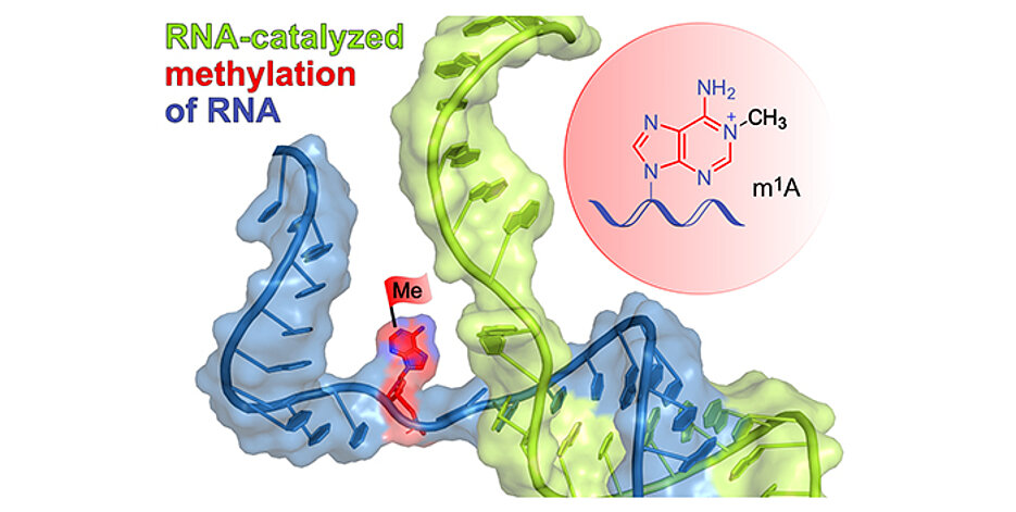 Das schematisch dargestellte Ribozym (grün) bindet an die Ziel-RNA (blau) durch Basenpaarung und installiert die Methylgruppe (rote Flagge) an einer definierten Stelle eines ausgewählten Adenins. Im roten Kreis ist das Reaktionsprodukt m1A dargestellt.