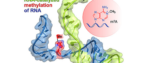 The schematically shown ribozyme (green) binds to the target RNA (blue) by base pairing and installs the methyl group (red flag) at a defined site of a selected adenine. The reaction product m1A is shown in the red circle.