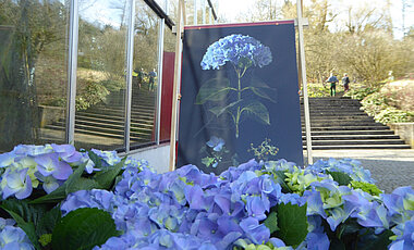 Blaue Hortensien im Botanischen Garten der Uni Würzburg.