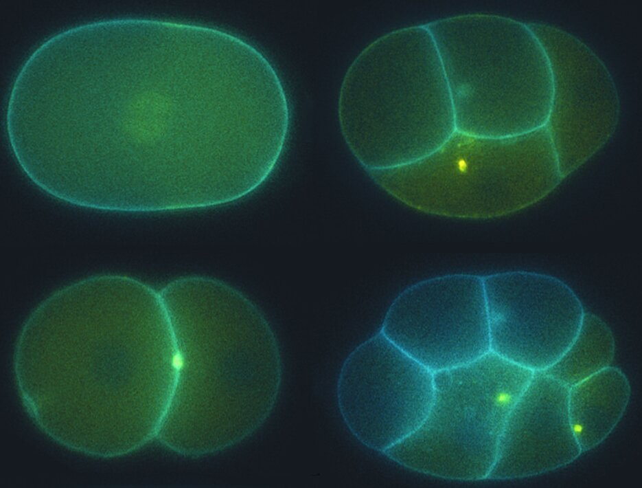 Mikroskopaufnahme eines sich teilenden Embryos des Fadenwurms C. elegans.