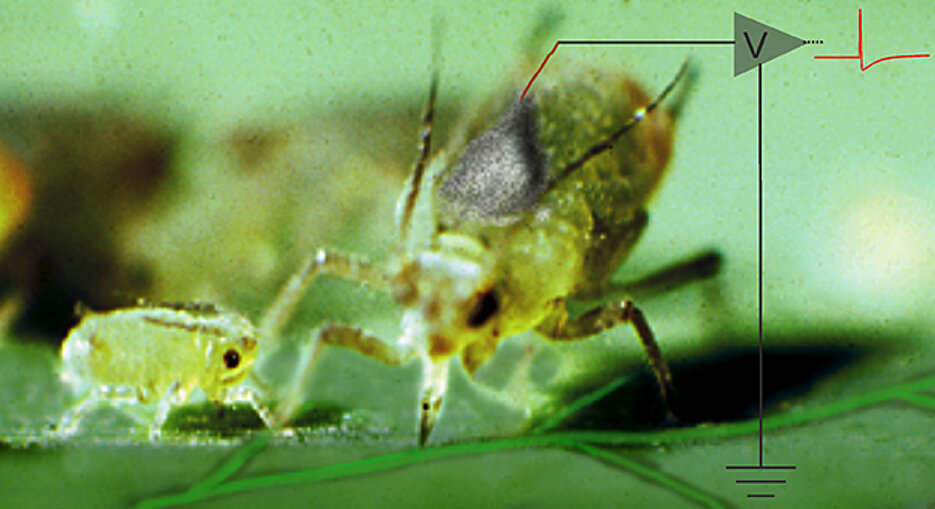 Aphids puncture the phloem vessels of plants. They can be used as biosensors for measuring electrical signals.