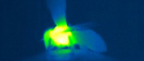 Das Bild zeigt eine Honigbiene im Wärmebildkamera-Setup. Wenn die Temperatur unter einen gewissen Grenzwert fällt, beginnt die Biene mit der Thermogenese, was hier durch die wärmeren Farbtöne dargestellt ist.