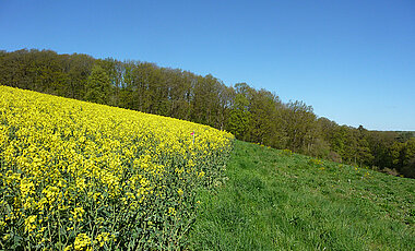 Ein blühendes Rapsfeld grenzt an eine ökologische Vorrangfläche an. (Foto: Fabian Bötzl)