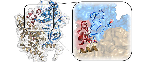 Die Kristallstruktur des aktiven CAK-Komplexes mit den Proteinen Cyclin H (braun), MAT1 (rot) und CDK7 (blau). Die Vergrößerung zeigt die Stabilisierung des Enzyms CDK7 durch Cyclin H und MAT1, die essentiell für die Aktivierung des Komplexes ist.