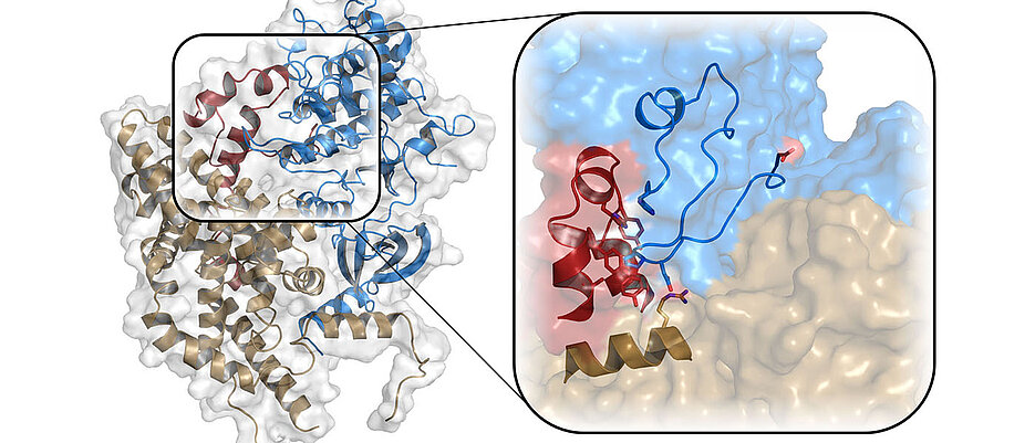 Die Kristallstruktur des aktiven CAK-Komplexes mit den Proteinen Cyclin H (braun), MAT1 (rot) und CDK7 (blau). Die Vergrößerung zeigt die Stabilisierung des Enzyms CDK7 durch Cyclin H und MAT1, die essentiell für die Aktivierung des Komplexes ist.