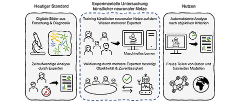 Nutzt man bei Deep Learning-Algorithmen das Wissen vieler Experten, so erlernt auch das neuronale Netz objektivere Kriterien. Um auch experimentell zu klären, wie valide künstliche neuronale Netzwerke arbeiten können, erbrachten neurobiologische Laborexperimente objektive Vergleichsparameter. So kann die zeitintensive, potentiell subjektive Bildanalyse in Forschung und Diagnostik automatisiert werden.