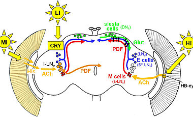 Light affects the clock neurons in the fly brain in three ways