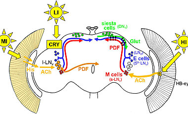 Grafik: Einflusswege auf die Uhr-Neuronen im Gehirn der Fliege