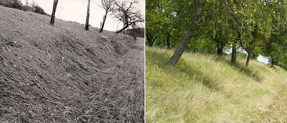 Gleicher Ort, andere Zeit. Im März 1959 zeigt sich im Rippbachtal nördlich von Röttingen die Verlagerung von Ackerboden von einer Hangterrasse. Fast 60 Jahre später hat sich die Bodenabtragung nach der Einführung von Gründüngung deutlich verringert.