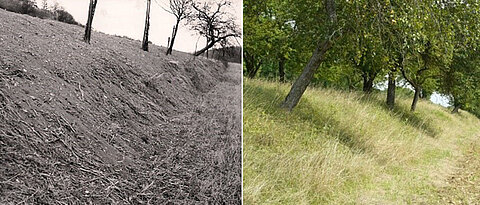 Gleicher Ort, andere Zeit. Im März 1959 zeigt sich im Rippbachtal nördlich von Röttingen die Verlagerung von Ackerboden von einer Hangterrasse. Fast 60 Jahre später hat sich die Bodenabtragung nach der Einführung von Gründüngung deutlich verringert.