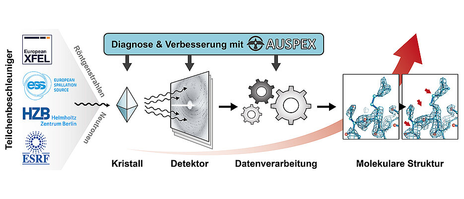 AUSPEX verbessert die Effizienz  und die Qualität der Messungen von biologischen Makromolekülen durch neue, innovative Analysemethoden.