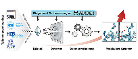 AUSPEX verbessert die Effizienz  und die Qualität der Messungen von biologischen Makromolekülen durch neue, innovative Analysemethoden.