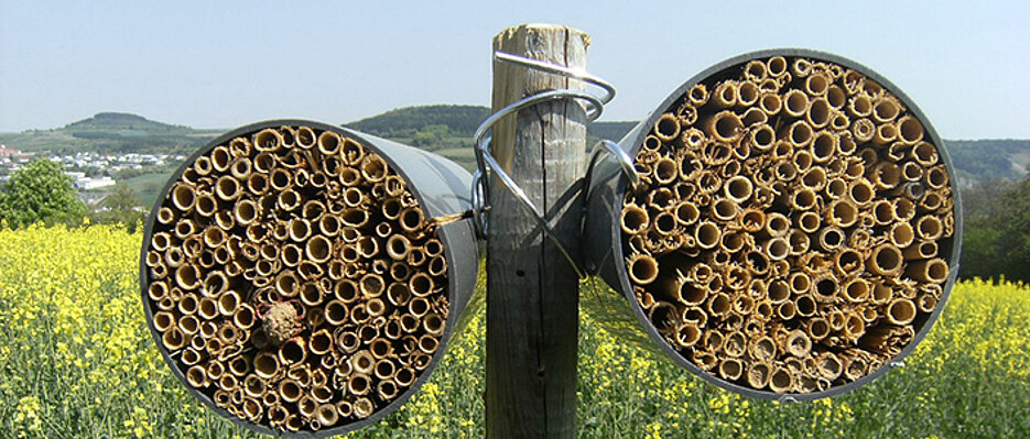 Nesting aids at the edges of fields – the insects can lay their eggs in short bundles of reed. (Photo: Verena Rieding) Nesting aids can increase the numbers of wild bees. (Photo: Jeroen Scheper) A wild bee on a nesting aid. (Photo: Jeroen Scheper)