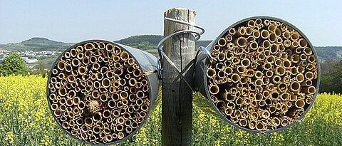 Die verwendeten Nisthilfen bestehen aus Bündeln kurzer Schilfhalme, in denen die Insekten ihre Eier ablegen können. (Foto: Verena Rieding)
