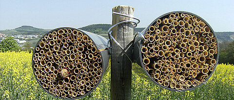 Nesting aids at the edges of fields – the insects can lay their eggs in short bundles of reed. (Photo: Verena Rieding) Nesting aids can increase the numbers of wild bees. (Photo: Jeroen Scheper) A wild bee on a nesting aid. (Photo: Jeroen Scheper)