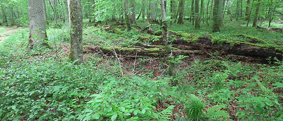 Im Grünen schwelgen – ihre Begeisterung für den Wald hat Autorin Laura Hoss auch von ihrem Großvater Helmut vermittelt bekommen, der Förster war.