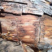 Das Foto zeigt Borkenkäferspuren an einer Waldkiefer in Nahaufnahme.